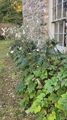 Eriocapitella hupehensis