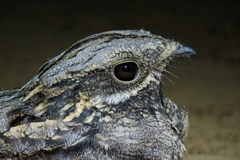 Caprimulgus europaeus