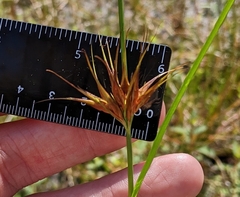 Rhynchospora macrostachya