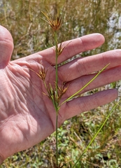 Rhynchospora macrostachya