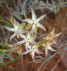 Asclepias stellifera