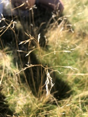 Avenella flexuosa flexuosa