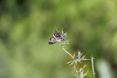 Codatractus arizonensis