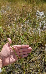 Rhynchospora macrostachya