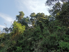 Afrocarpus falcatus