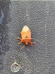 Asopinae