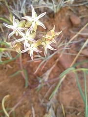 Asclepias stellifera
