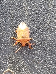 Asopinae