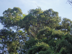 Afrocarpus falcatus