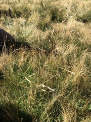 Avenella flexuosa flexuosa