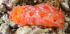 Hexabranchus sanguineus