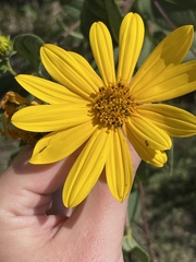 Helianthinae