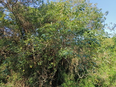 Searsia chirindensis