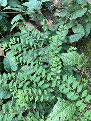 Phyllanthus caroliniensis