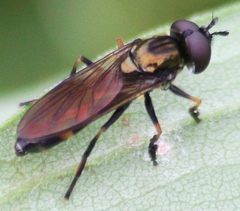 Pyrophaena granditarsis