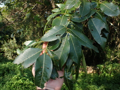 Searsia chirindensis