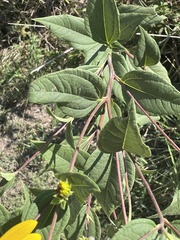 Helianthinae