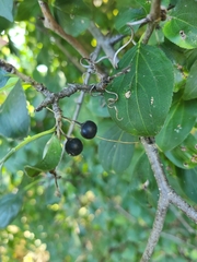 Rhamnus cathartica