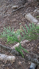 Araucaria