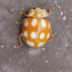 Calvia decemguttata