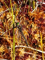 Somatochlora forcipata