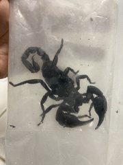 Heterometrus spinifer