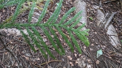 Araucaria