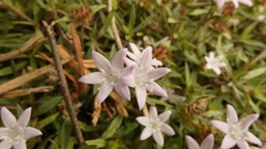 Richardia grandiflora