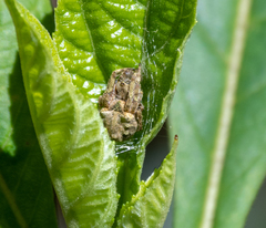 Parawixia