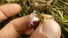 Richardia grandiflora