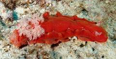 Hexabranchus sanguineus