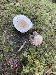 Russula brevipes