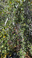 Cercocarpus ledifolius