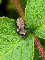 Lepyronia quadrangularis