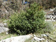 Juniperus communis