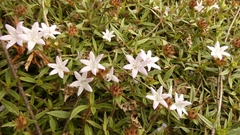 Richardia grandiflora