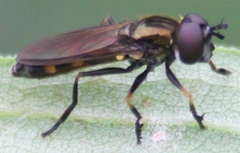 Pyrophaena granditarsis