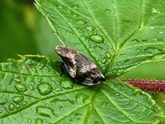 Lepyronia quadrangularis