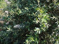 Tarchonanthus littoralis