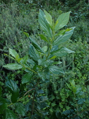 Rhamnus prinoides