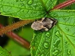 Lepyronia quadrangularis