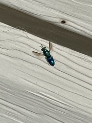 Chrysis ignita