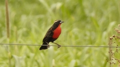 Leistes superciliaris