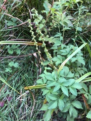 Agrimonia striata