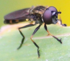 Pyrophaena granditarsis