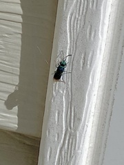 Chrysis ignita