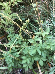 Agrimonia striata
