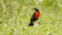 Leistes superciliaris