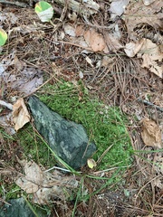 Callicladium imponens