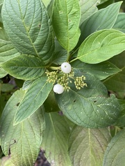 Cornus